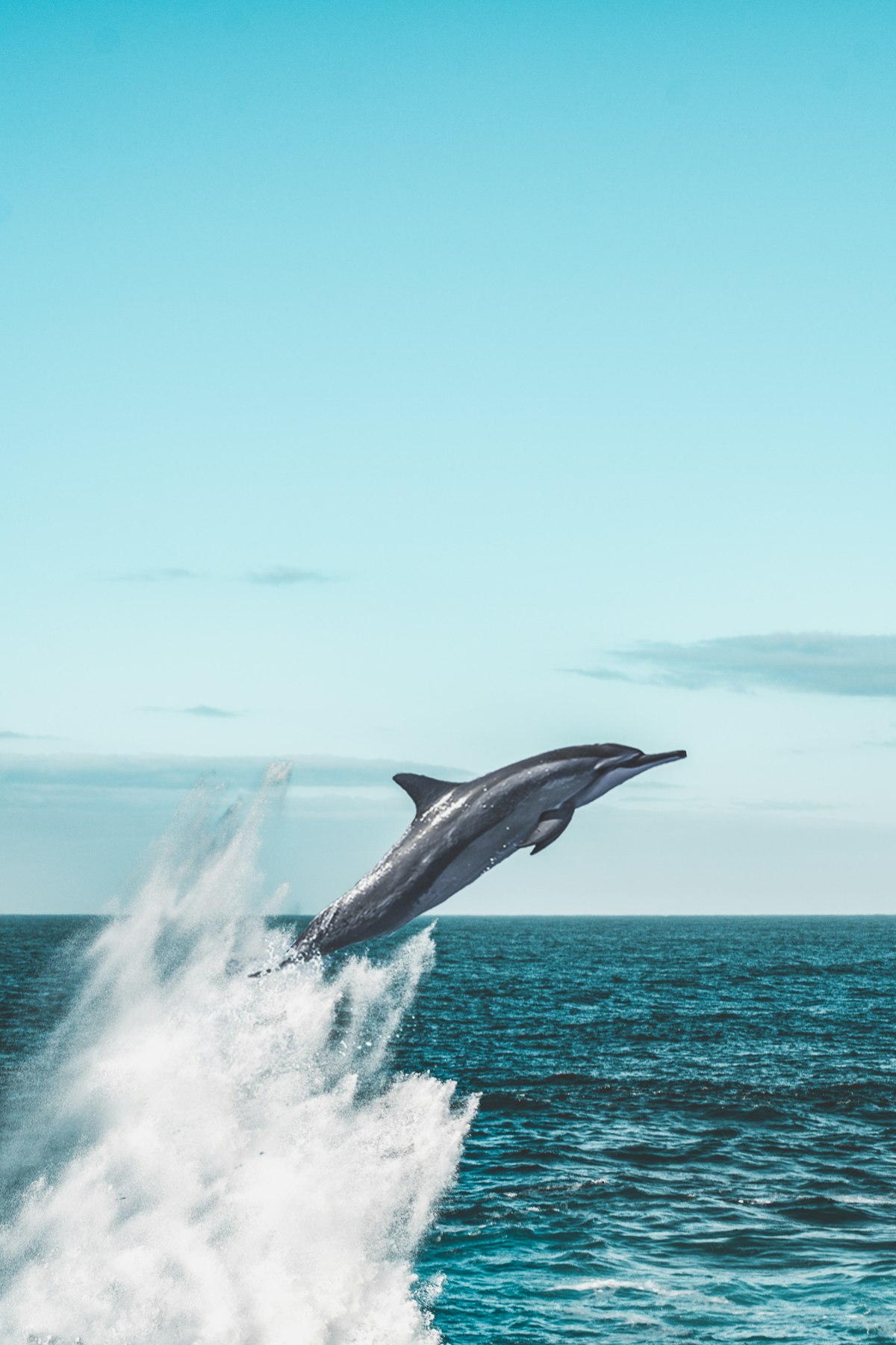 A common dolphin leaping against a clear teal sky