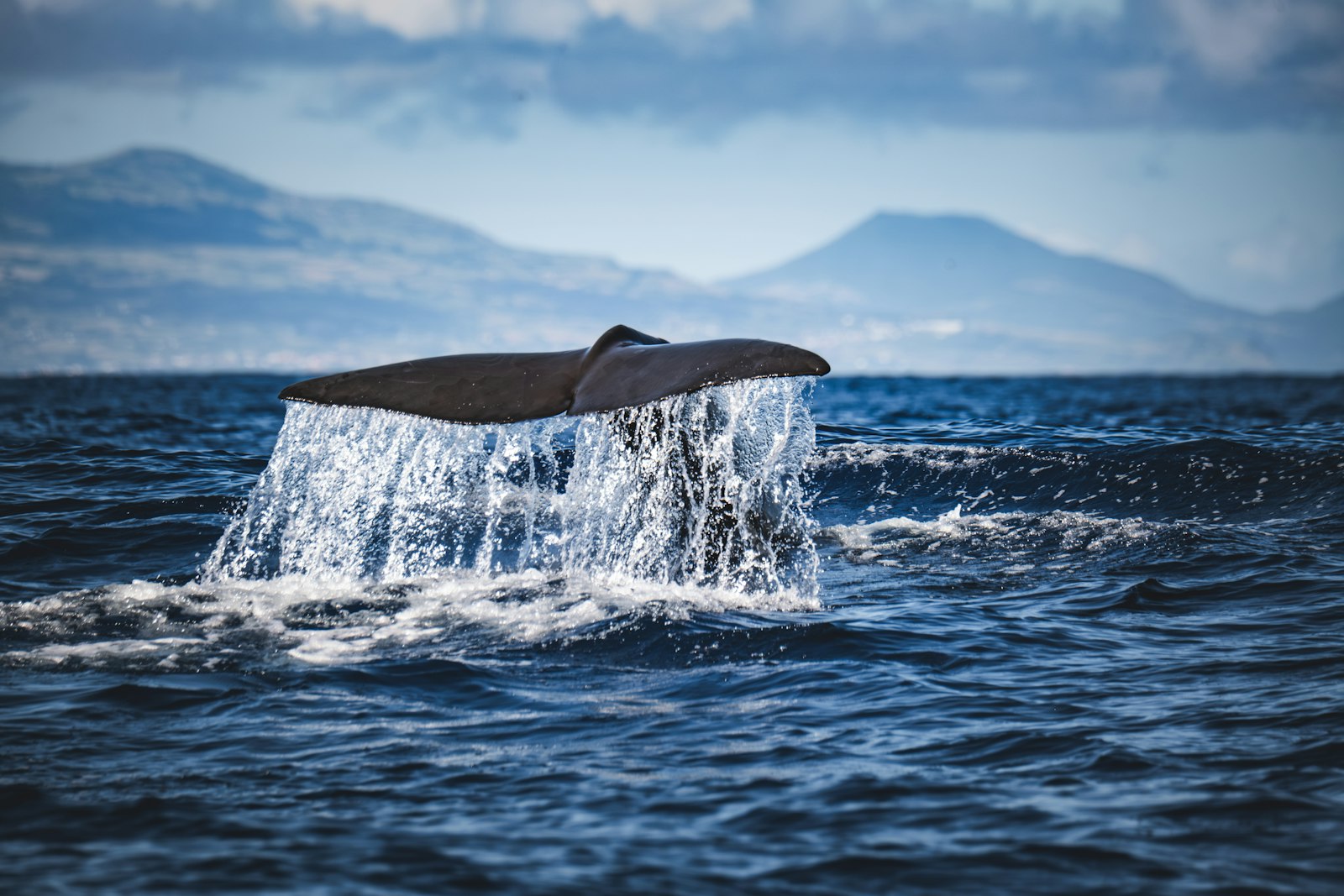 A sperm whale fluke with water cascading off, mountains behind