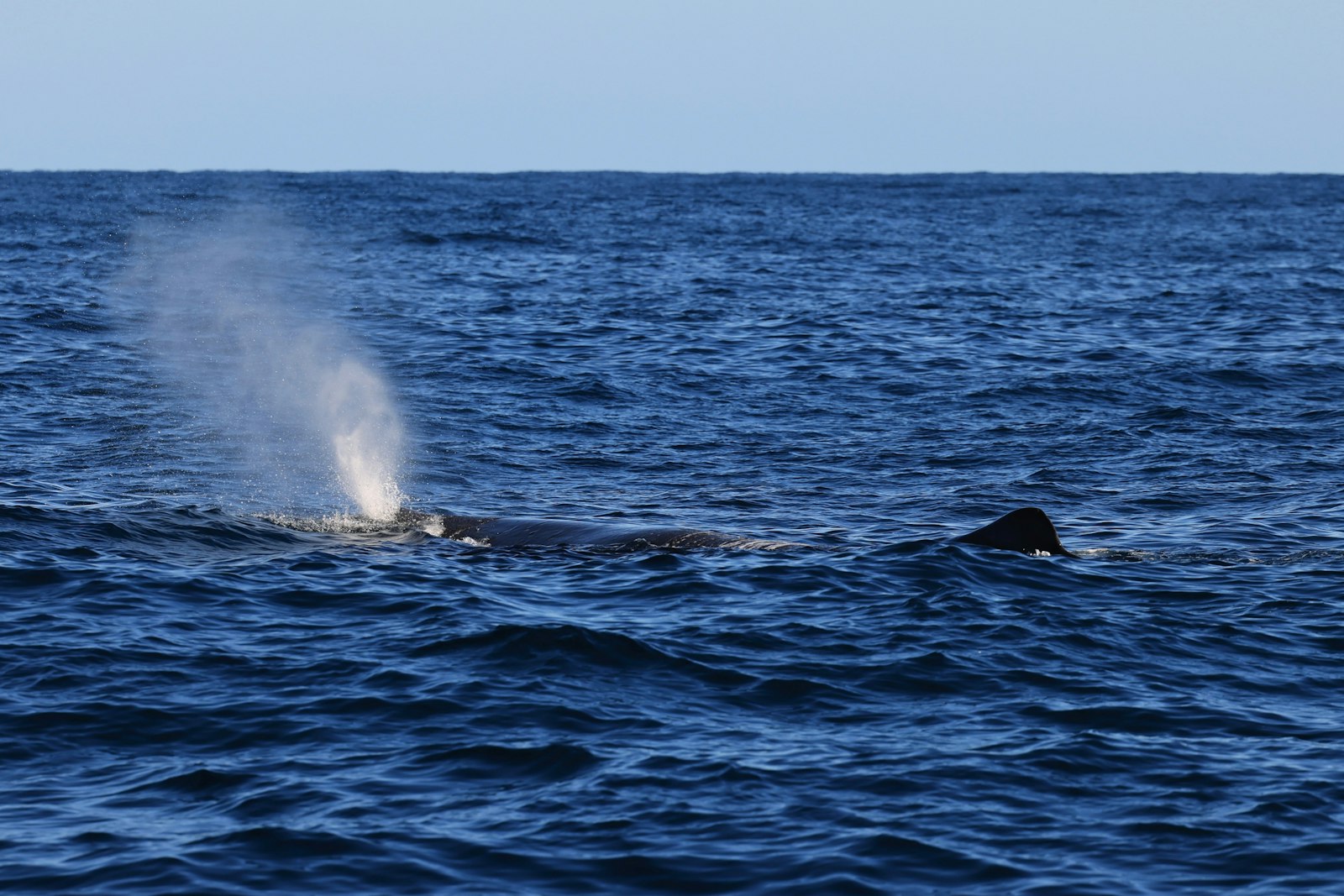 A large whale surfacing with a bushy blow in deep blue water