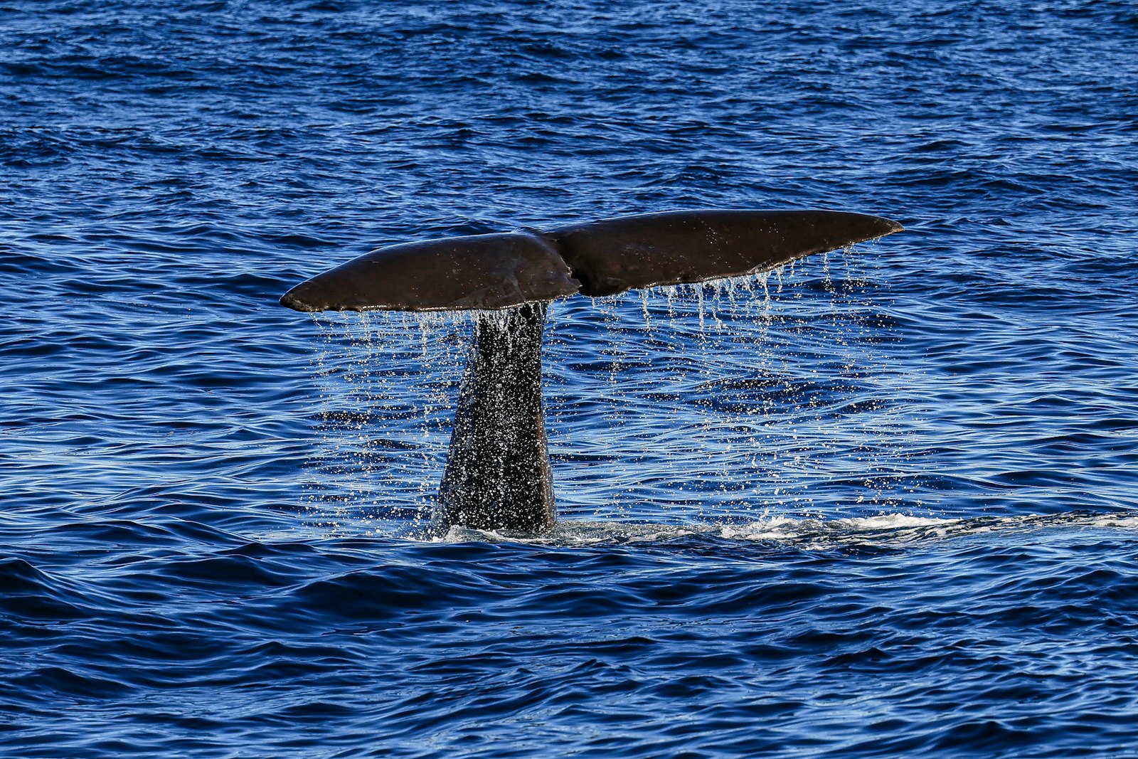 A sperm whale's broad fluke rising above the surface as it dives