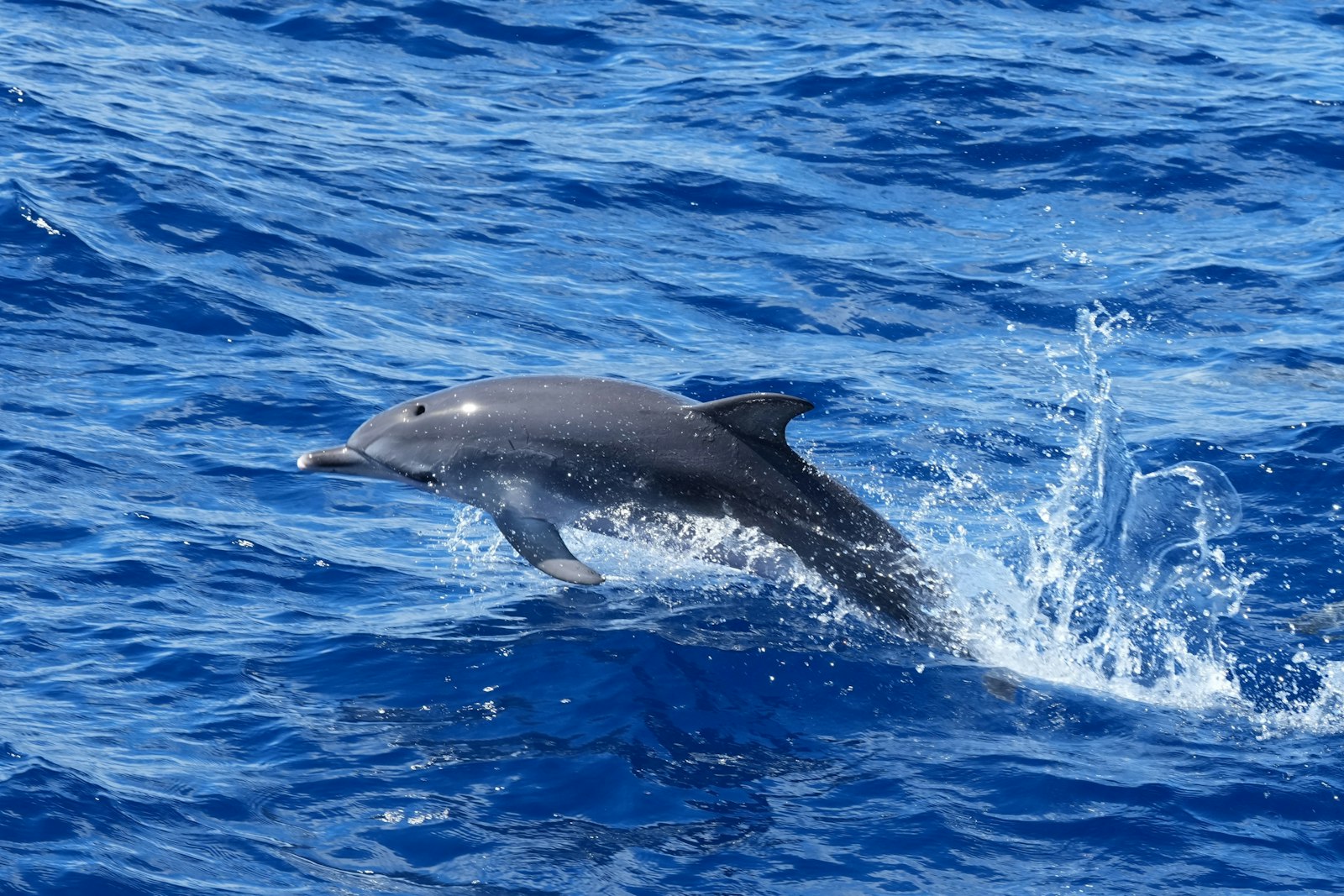 A dolphin leaping clear of bright blue water