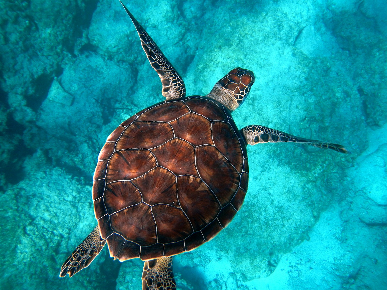 A sea turtle seen from above, swimming over clear turquoise shallows